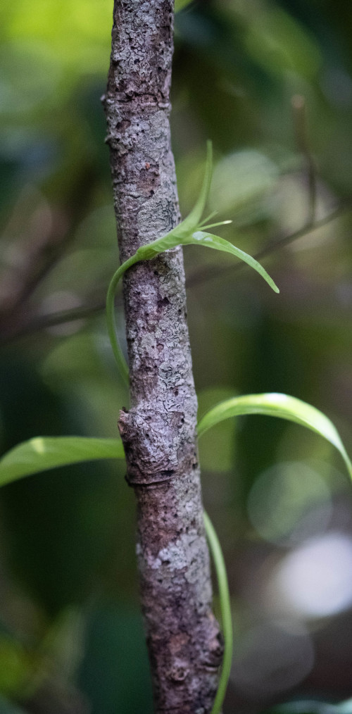 plant thygmotropy